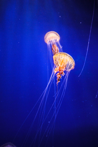 медузы - Фото, изображение