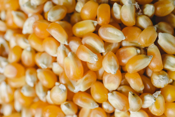Grãos de milho seco para fazer pipocas
 - Foto, Imagem