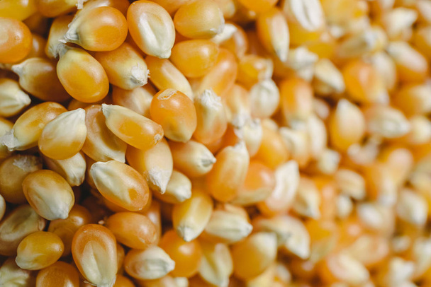 Сухие зерна кукурузы, чтобы сделать попкорн
 - Фото, изображение