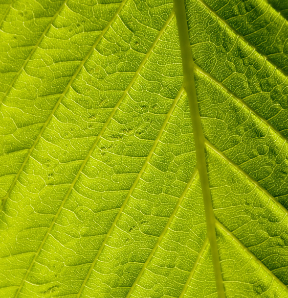 Green leaf macro shot - Фото, изображение