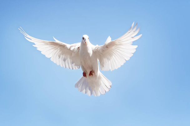 corps entier de pigeon à plumes blanches volant contre un ciel bleu clair
 - Photo, image
