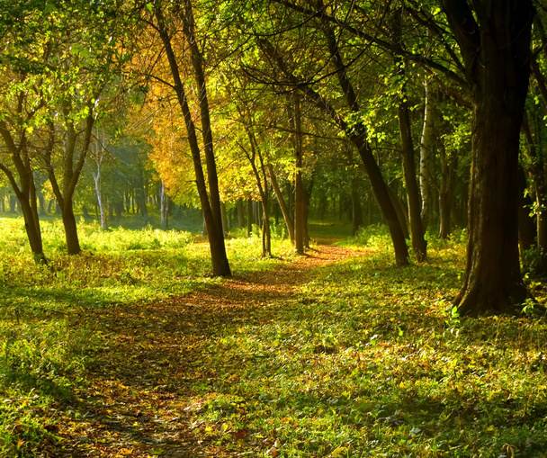Autumn forest path - Foto, immagini
