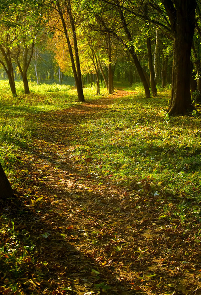 Autumn forest path - Foto, imagen