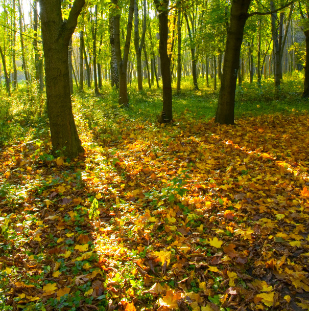 Autumn forest path - Foto, imagen