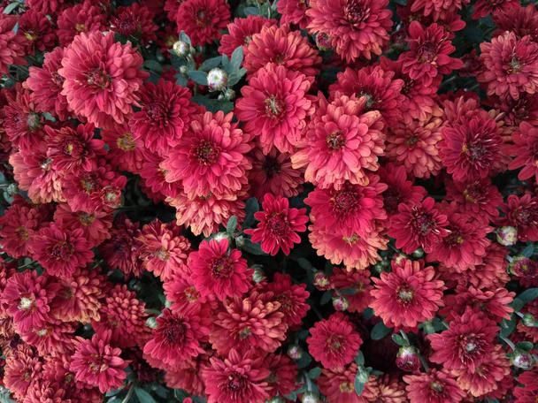 Chrysanthemums flowers, small decorative red - Photo, Image
