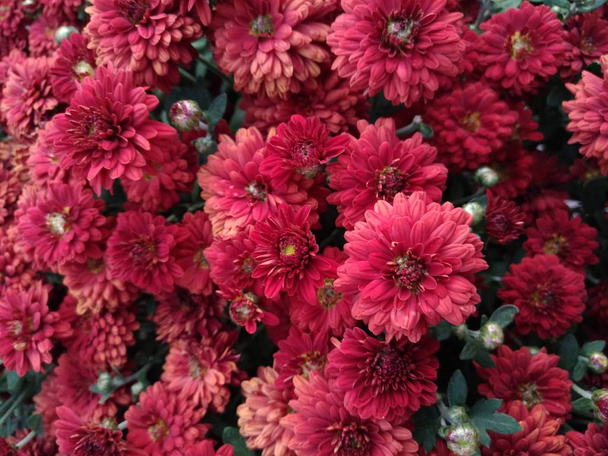Chrysanthemums flowers, small decorative red - Photo, Image