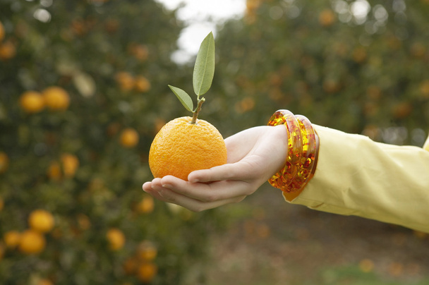 main de femme tenant une orange fraîchement cueillie
 - Photo, image