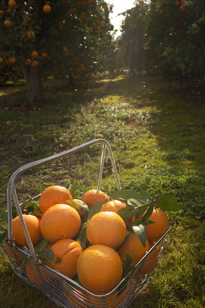 Cesta de compras de alambre llena de naranjas frescas
 - Foto, imagen