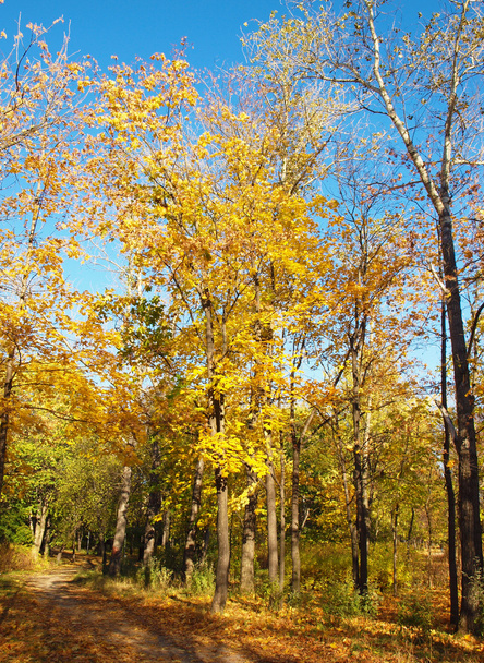 Park in the fall - Zdjęcie, obraz