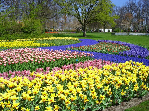 pole barevné jarní květiny - Fotografie, Obrázek