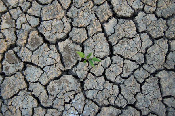 Climatic changes. Dry cracked earth with plant struggling for life. - Photo, Image