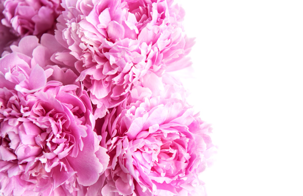 Красивые розовые пионы на фоне природы
 - Фото, изображение