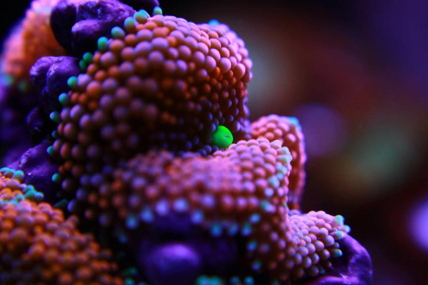 Le champignon Ricordea est l'un des plus beaux coraux de champignons du monde aquatique
 - Photo, image