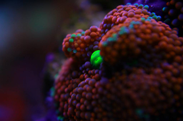 Le champignon Ricordea est l'un des plus beaux coraux de champignons du monde aquatique
 - Photo, image