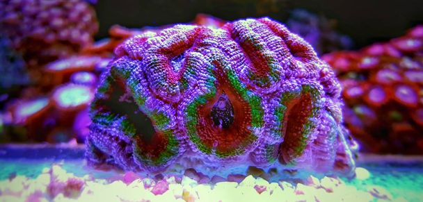 Acanthanstrea Lps koraal live decoratie in zoutwater rif aquarium  - Foto, afbeelding