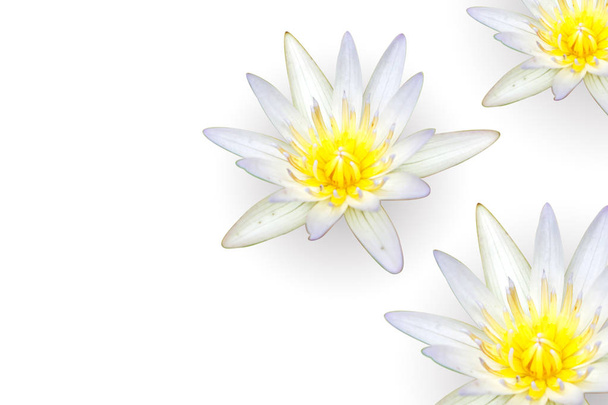 Gros plan et recadrer lotus blanc avec des ombres isoler sur fond blanc et faire avec des chemins de coupe et copier l'espace pour les textes
. - Photo, image