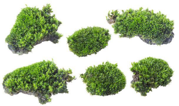 Groen mos geïsoleerd op witte achtergrond close-up - Foto, afbeelding