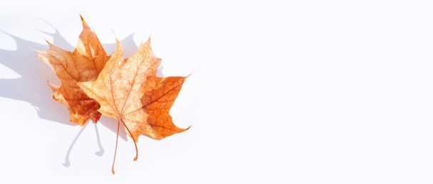 Hoja de arce de otoño brillante sobre un fondo blanco
. - Foto, Imagen