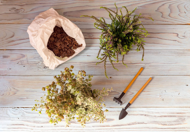 Care and transplantation of plants. Two useful plants (Calluna vulgaris) and (Origanum dictamnus) in a black and brown flowerpot close-up on a wooden background. - Photo, Image