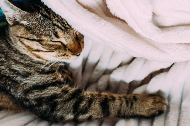 Muzzle of a sleeping cat in a plaid on the bed - Fotoğraf, Görsel