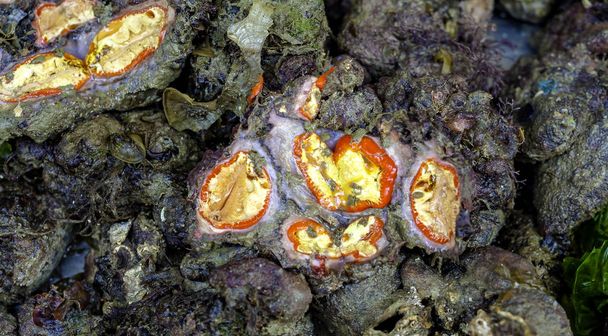 Microcusmus. In Puglia, waar het rauw gegeten is, Taratuff heet voor zijn vorm van oplichting. In Engelse zee squirt of zee vijgen, voor vorm en schetsen van water uit sifonen - Foto, afbeelding