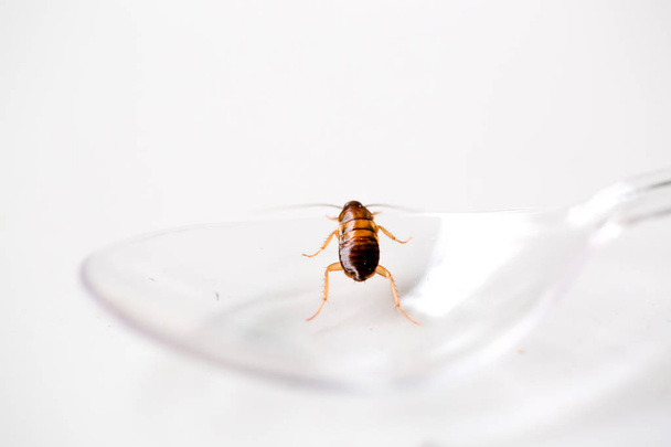 Selectieve aandacht aan kakkerlak op plastic lepel met witte isoleren achtergrond. Het kruipen rond de keuken en de binnenlandse. - Foto, afbeelding