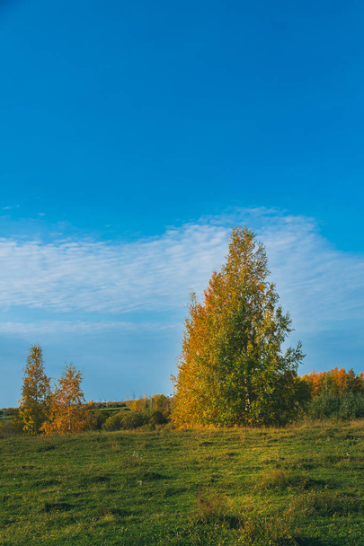 Яскраво-зелена галявина берези з осикою і дрібним листяним лісом
 - Фото, зображення