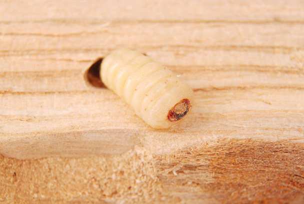 Kora larwa chrząszcza (Scolytinae). Larwa kory chrząszcze kałuży w jego nory na tle drewna. - Zdjęcie, obraz