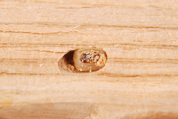 Schorskevers larve (Scolytinae). Larve van de schors kevers pootloze in zijn hol op houten achtergrond. - Foto, afbeelding
