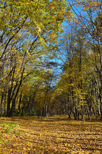 Trees in the autumn forest among  yellow leaves. Autumn landscapes in the forest. Yellow and red leaves on trees in autumn park. - Фото, изображение