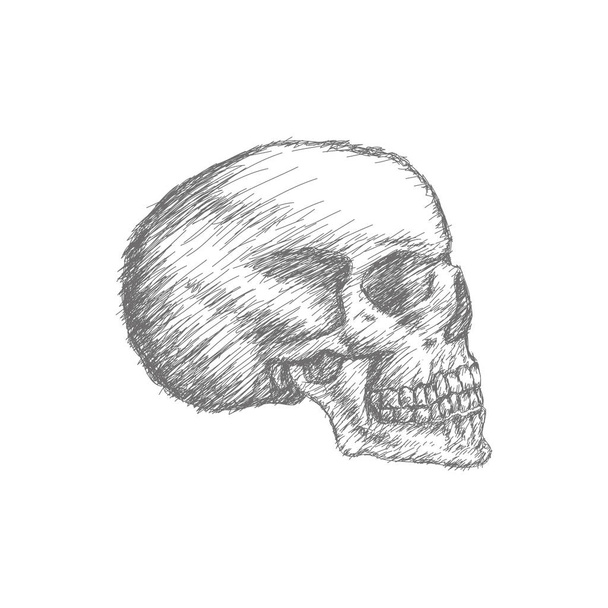 Hand Drawn Black White Monochrome Grunge Doodle Head Skull Halloween - Vektör, Görsel