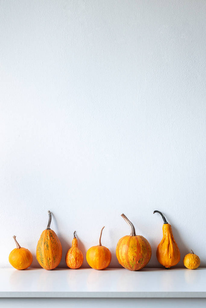 Happy Thanksgiving Background. Selection of various pumpkins on white shelf against white wall. Modern minimal autumn inspired room decoration. - Fotoğraf, Görsel