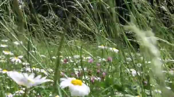 Belles fleurs sauvages dans le jardin vert par une journée ensoleillée
 - Séquence, vidéo