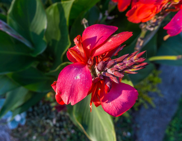 Een macro-opname van rode bloemknoppen en bloesems. - Foto, afbeelding