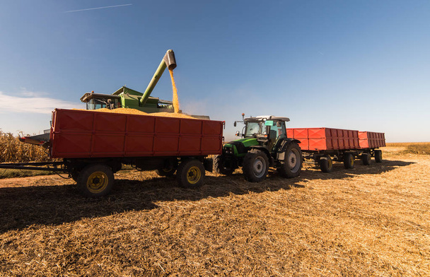Pouring corn grain into tractor trailer after harvest at field  - 写真・画像