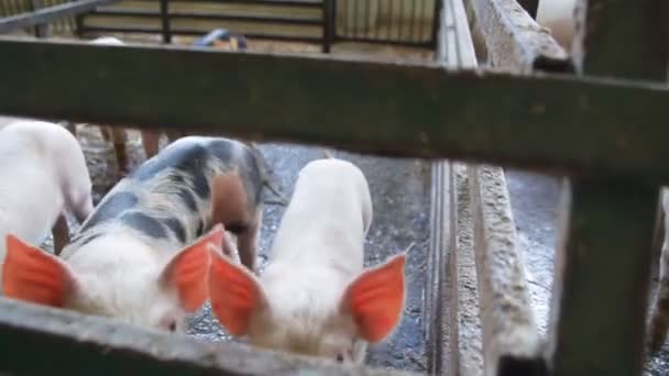 small pigs at the farm, swine in the stall. - Video
