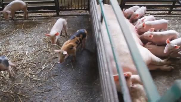 Fertile sow lying on straw and piglets suckling in barn - Záběry, video