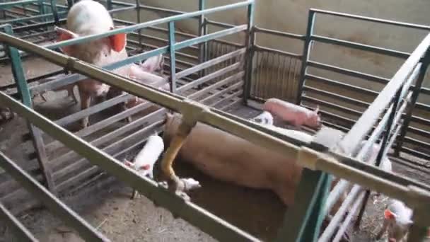 Piglet Breastfeeding. pig farm with sows - Metraje, vídeo