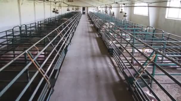 vista dell'interno di grande allevamento di scrofe con maialini
 - Filmati, video