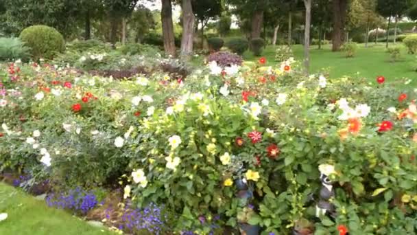 公園の明るい花の花壇。自然の色とりどりの美しさ。クローズ アップ. - 映像、動画