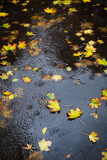 Autumn rain. Some yellow leaves in the puddle, top view. Raindrops. - Zdjęcie, obraz