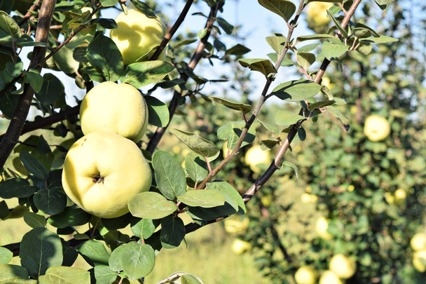 Manzana membrillo huerto en otoño temporada
  - Foto, imagen