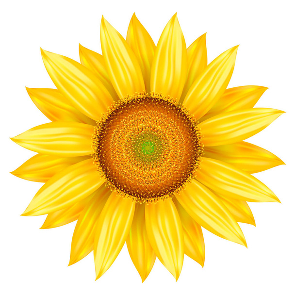 Vectorillustratie van zonnebloem. Geïsoleerde lichtgekleurd pictogram zonnebloem, realistische afbeelding. - Vector, afbeelding