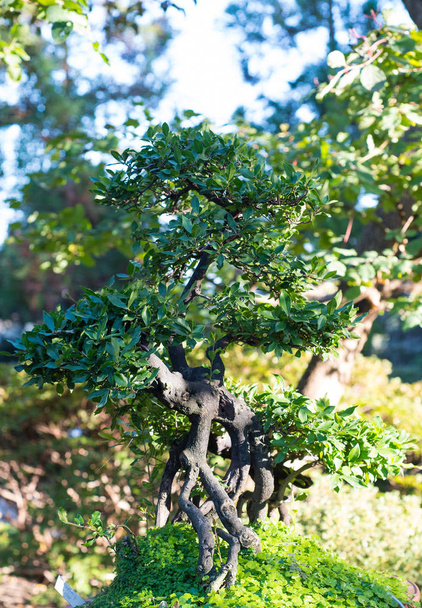 Bir Japon Bahçesi ile parlayan bir güneş Japon bonsai. - Fotoğraf, Görsel