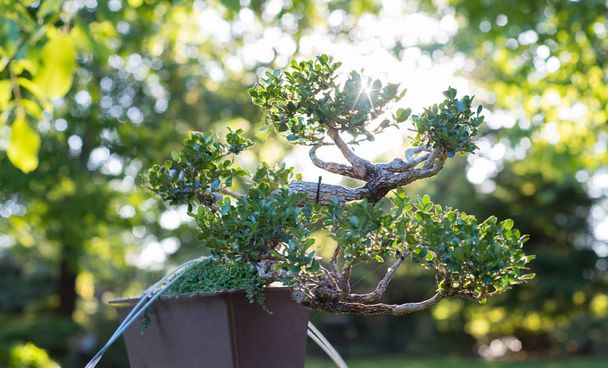Japońskie bonsai w ogród japoński z świeci słońce. - Zdjęcie, obraz