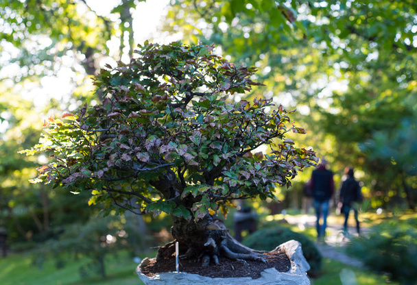 Japonské bonsaje v japonské zahradě a zářící slunce. - Fotografie, Obrázek