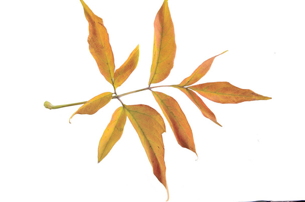 Φθινόπωρο υποκατάστημα της τέφρας-πλατύφυλλα Μαρπλ (Acer negundo) με πολύχρωμα φύλλα εσωτερικη, απομονώνονται σε λευκό φόντο. Ξύλο ζιζάνιο, απειλεί τη βιολογική ποικιλομορφία αυθεντικό οικοσύστημα φυτών - Φωτογραφία, εικόνα