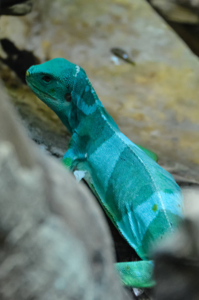 Lagarto. Reptil gigante verde y azul Iguana de cerca. Fiji Crested Iguana - Brachylophus vitiensis. Familia Iguanidae
. - Foto, imagen