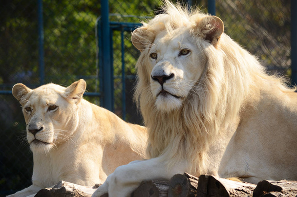 White lion and lioness in zoo - Fotó, kép