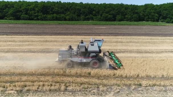 Old harvester reaps wheat. Aerial - Footage, Video